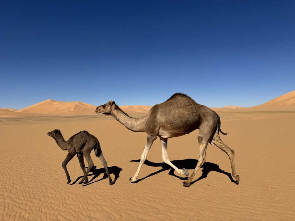 camels